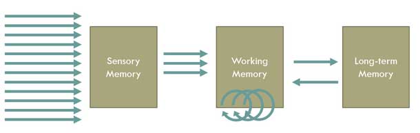 Many pieces of information enter sensory memory, but only a subset of those items transfer to working memory, and even fewer items actually make it to long-term memory.